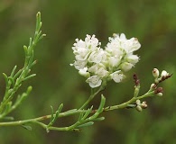 Polygonum dentoceras