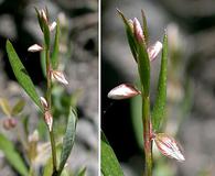 Polygonum douglasii