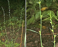 Polygonum erectum