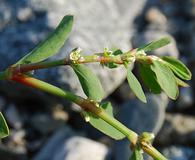 Polygonum fowleri