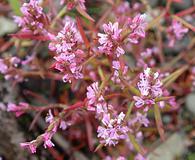 Polygonum spergulariiforme