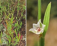 Polygonum tenue