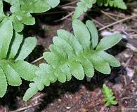 Polypodium calirhiza