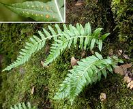 Polypodium glycyrrhiza