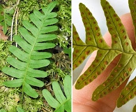 Polypodium virginianum