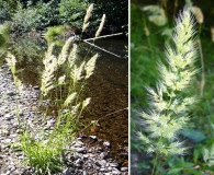 Polypogon australis