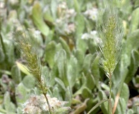 Polypogon maritimus