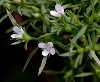 Polypremum procumbens