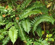 Polystichum acrostichoides