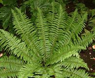 Polystichum braunii