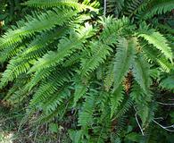 Polystichum californicum