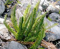 Polystichum imbricans