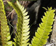 Polystichum lonchitis