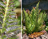 Polystichum scopulinum