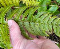 Polystichum setigerum