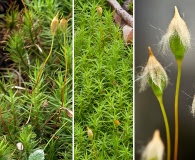 Polytrichum formosum