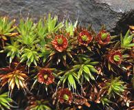 Polytrichum piliferum