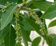 Populus angustifolia