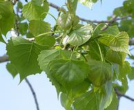 Populus deltoides