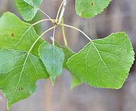 Populus fremontii