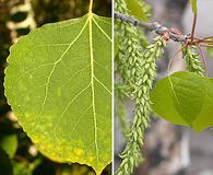 Populus tremuloides