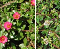 Portulaca amilis