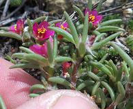 Portulaca pilosa