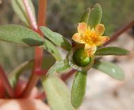 Portulaca umbraticola