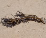 Postelsia palmiformis