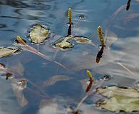 Potamogeton alpinus