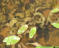 Potamogeton amplifolius