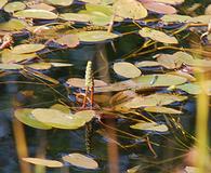 Potamogeton oakesianus