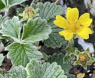 Potentilla X villosula