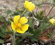 Potentilla arenosa