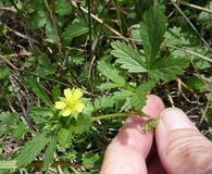 Potentilla biennis