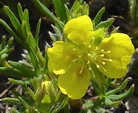 Potentilla biflora