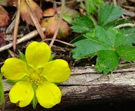 Potentilla canadensis