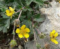 Potentilla concinna