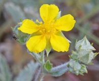 Potentilla effusa