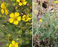 Potentilla hippiana