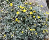 Potentilla hookeriana