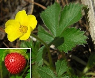 Potentilla indica