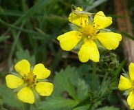 Potentilla intermedia