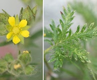 Potentilla litoralis