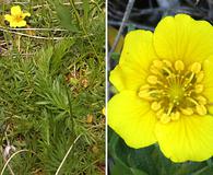 Potentilla millefolia