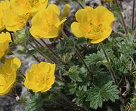 Potentilla nana