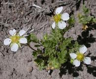 Potentilla newberryi