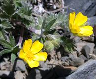 Potentilla nivea