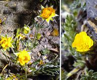 Potentilla ovina