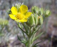 Potentilla pensylvanica